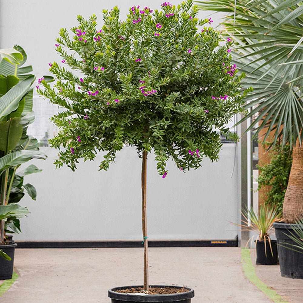 Polygala Myrtifolia - Tip Copac