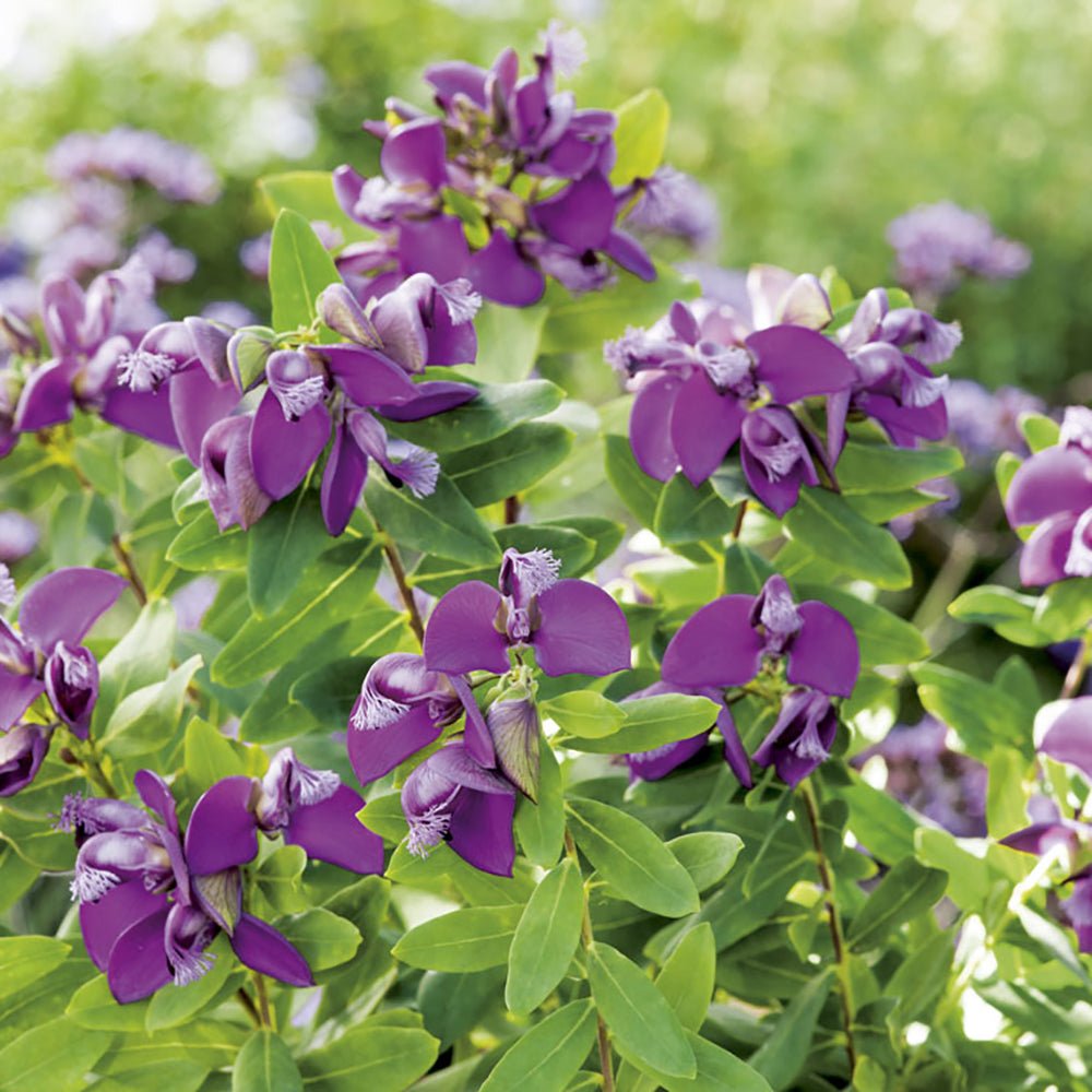 Polygala Myrtifolia - Tip Copac