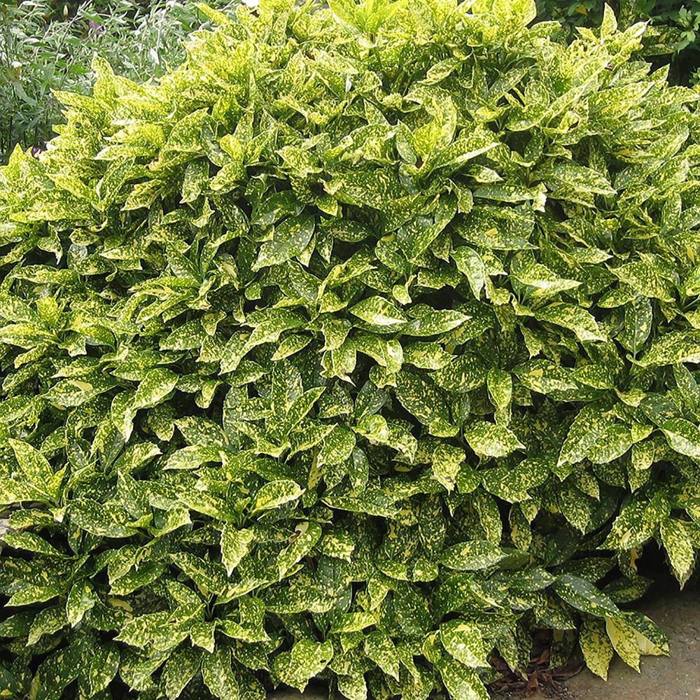 Pom de Aur Japonez Aucuba Crotonifolia