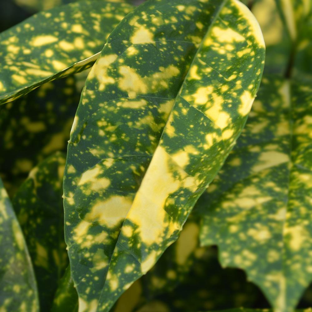 Pom de Aur Japonez Aucuba Crotonifolia