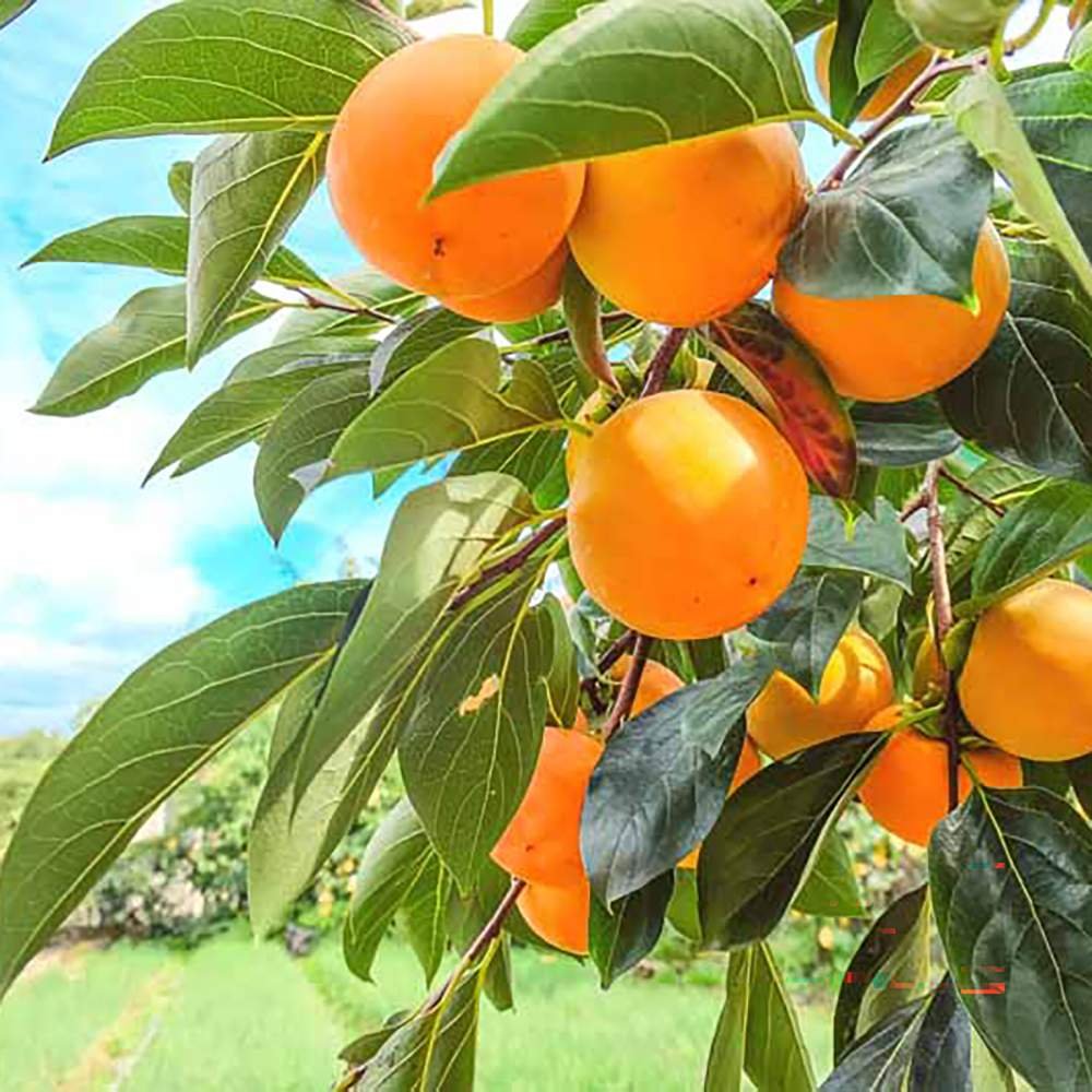 Pom Kaki, Curmal Japonez (Diospyros kaki) - 200-250 cm