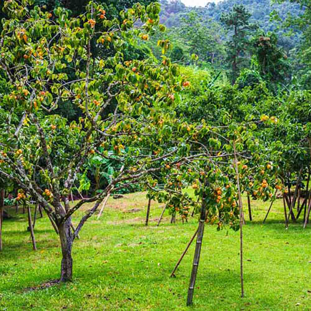 Pom Kaki, Curmal Japonez (Diospyros kaki) - 200-250 cm