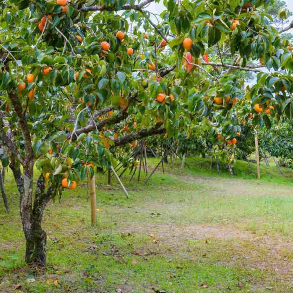 Pom Kaki, Curmal Japonez (Diospyros kaki) - 200-250 cm