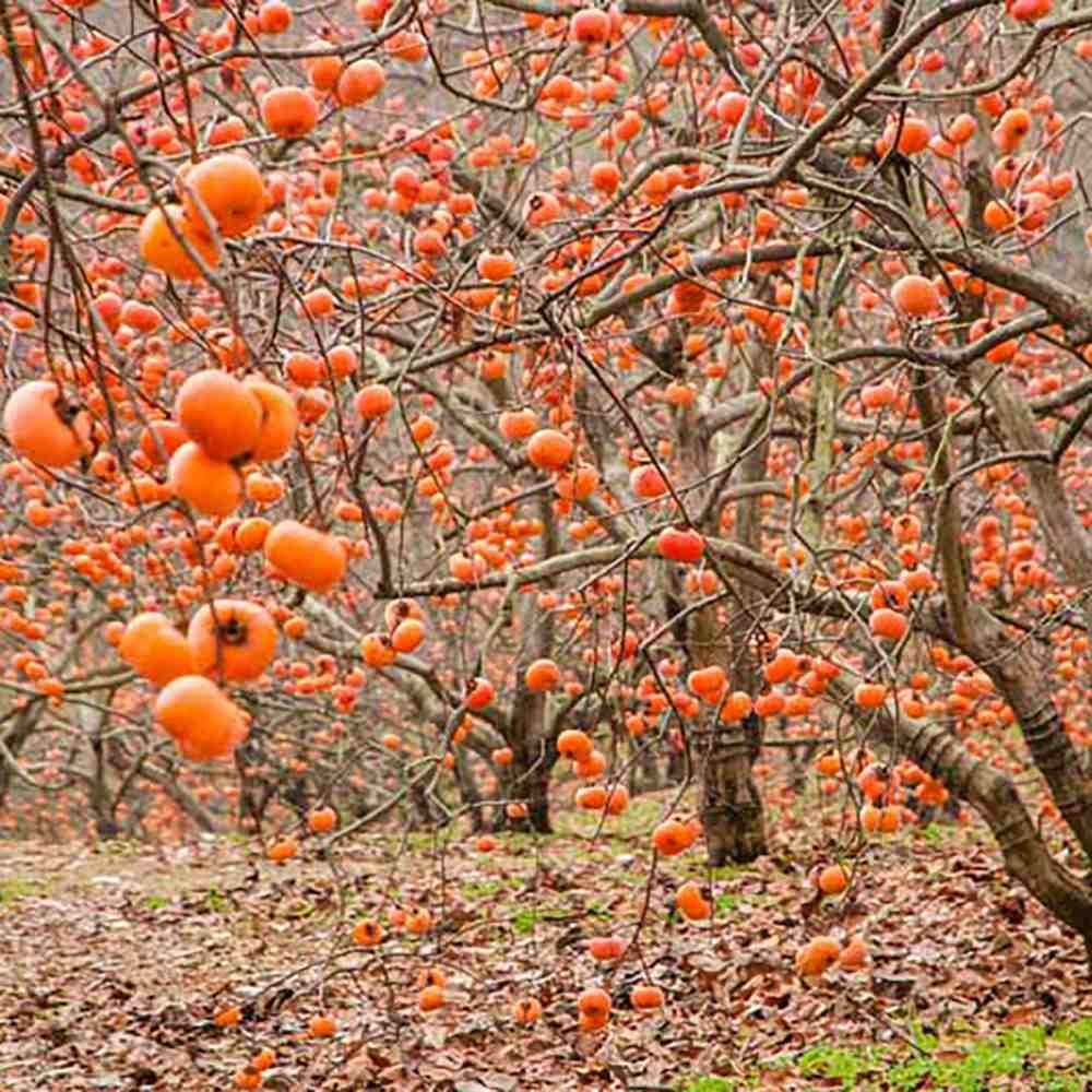 Pom Kaki, Curmal Japonez (Diospyros kaki) - 200-250 cm
