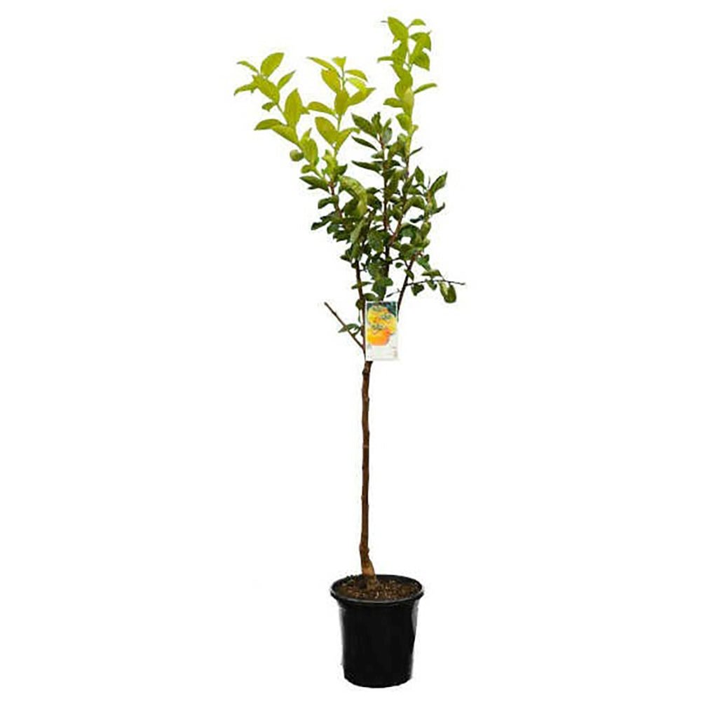 Pom Kaki, Curmal Japonez (Diospyros kaki) - 200-250 cm