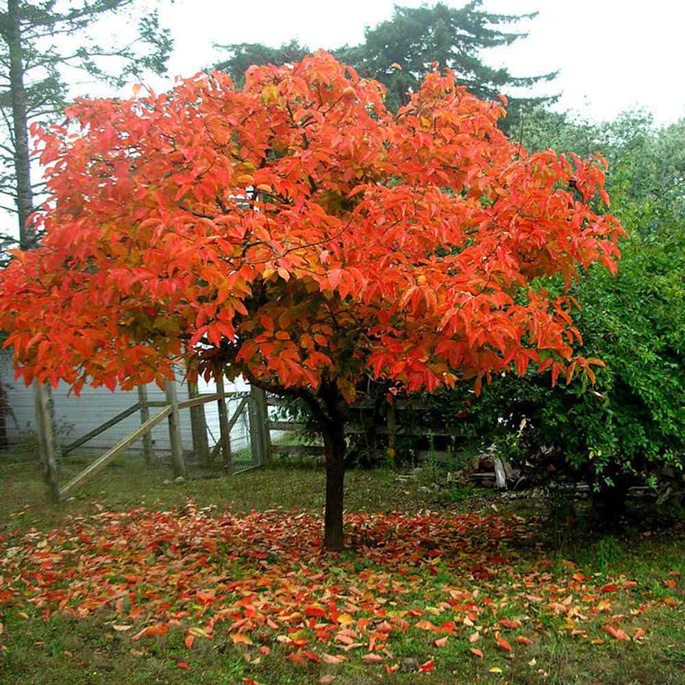 Pom Kaki Vaniglia, Curmal Japonez - Tulpina 100 cm