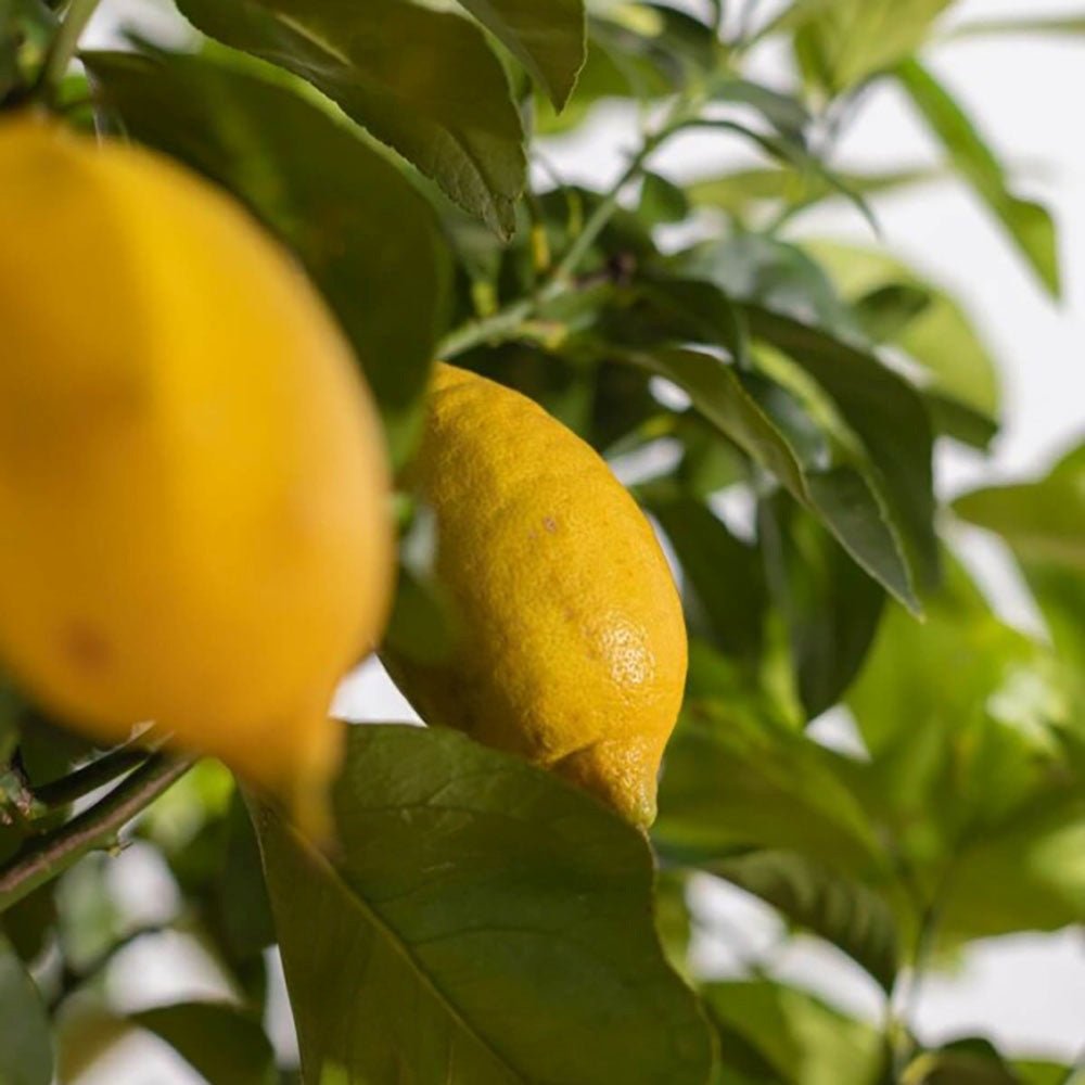 Pom Lamai - 140-150 cm