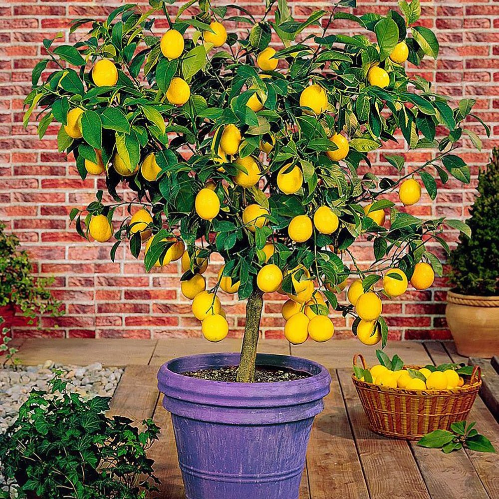 Pom Lamai Lemonade, 110-120 cm