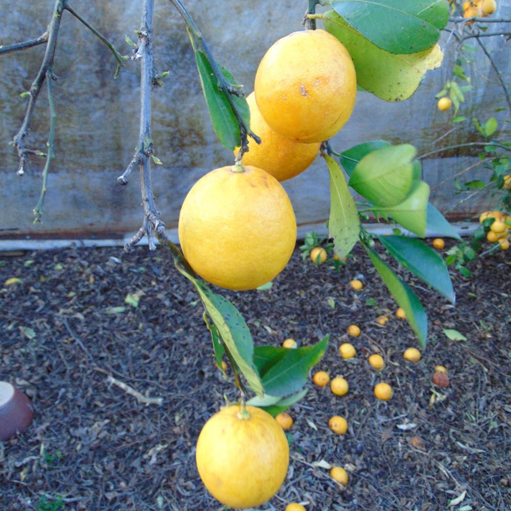 Pom Lamai Lemonade, 110-120 cm