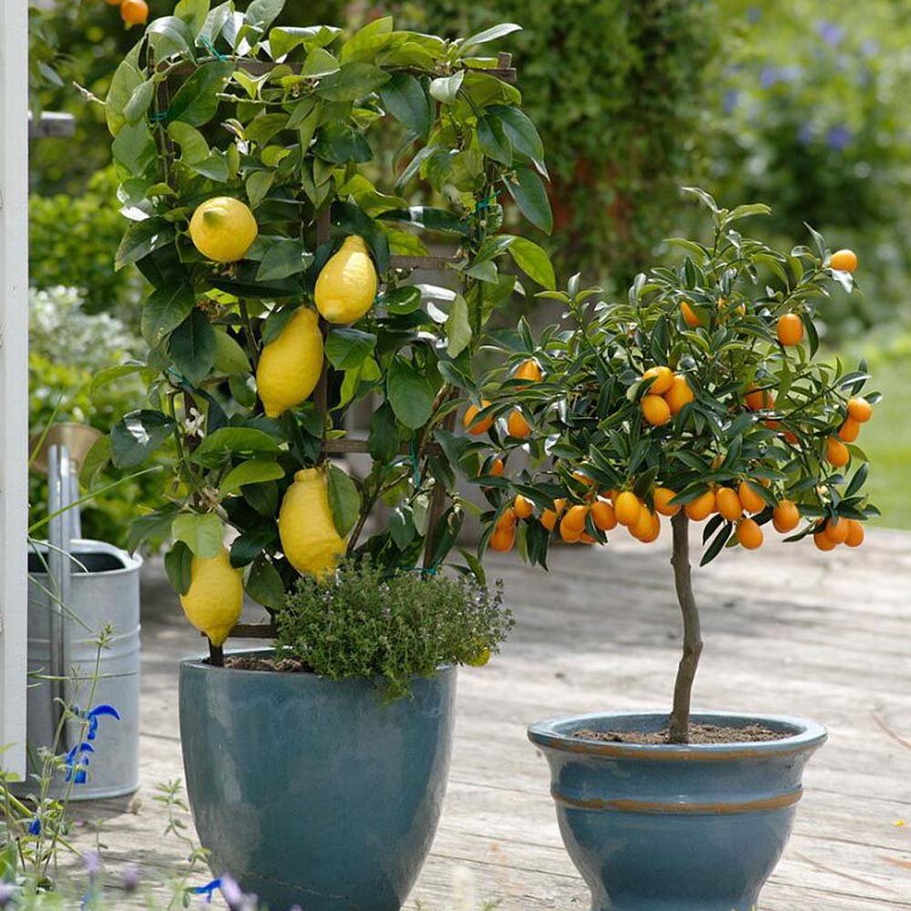 Pom Lamai - 70-90 cm