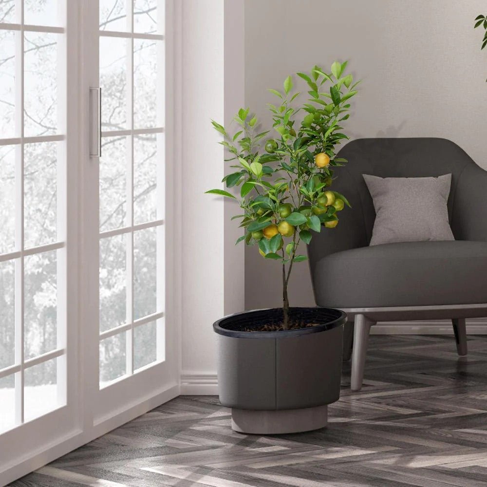 Pom Lamai - 70-90 cm