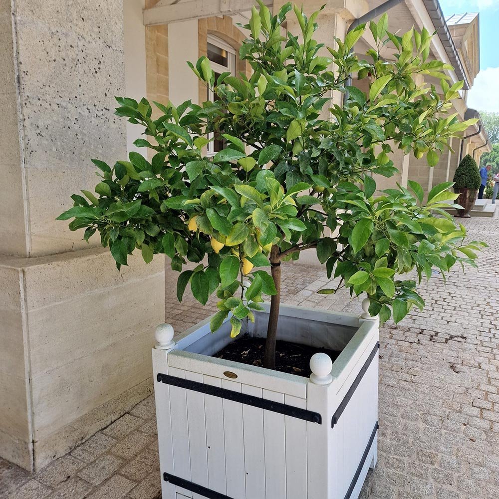 Pom Lamai matur cu tulpina groasa - 180 cm UNICAT