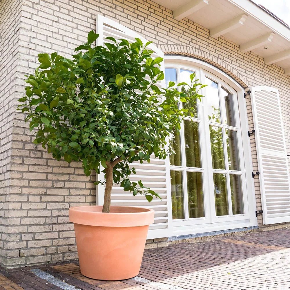 Pom Lamai matur cu tulpina groasa - 180 cm UNICAT