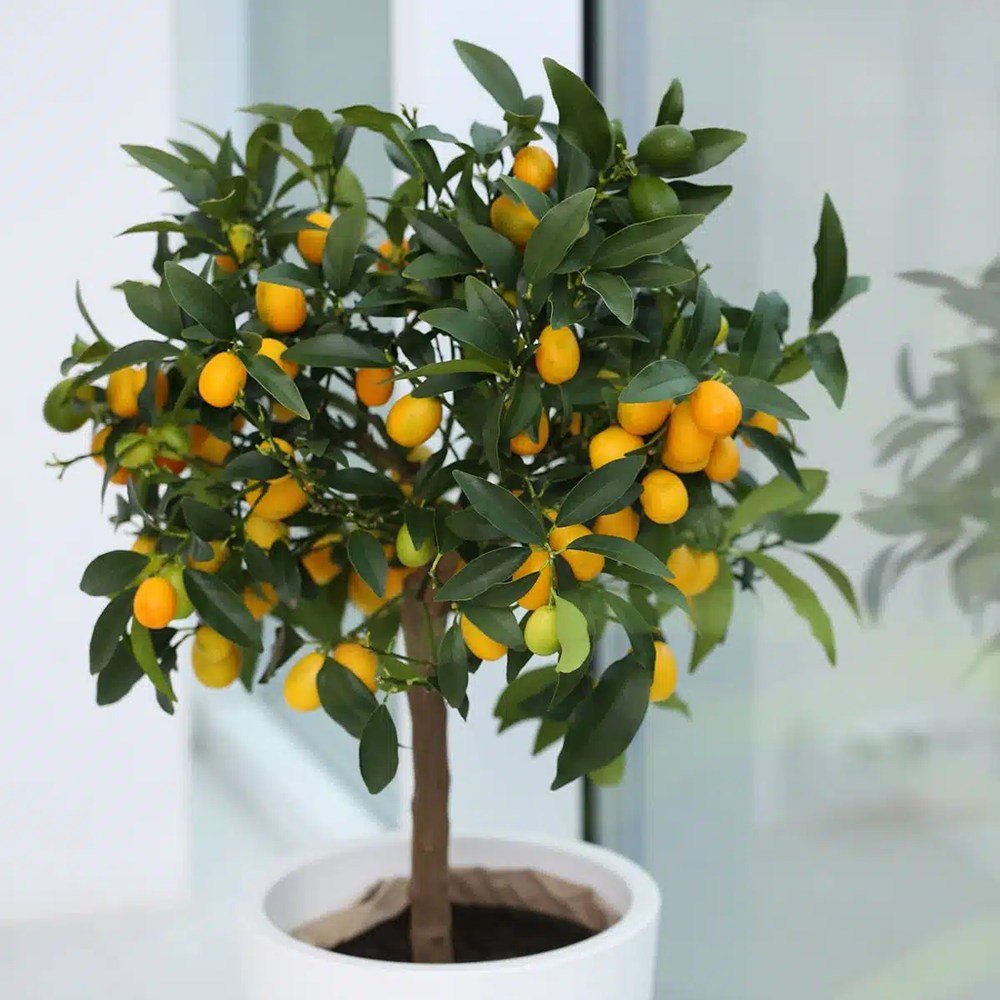 Pom Portocal Margarita Kumquat - 65 cm