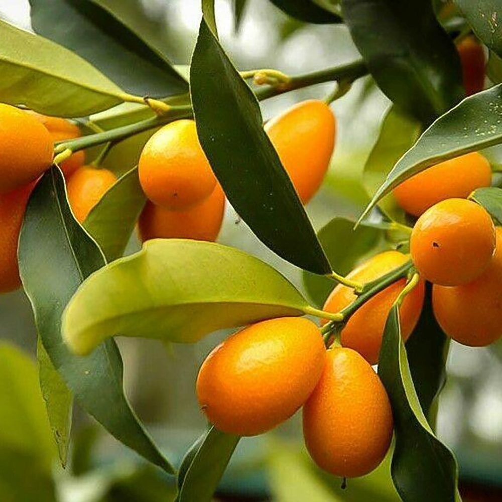 Pom Portocal Margarita Kumquat - 65 cm