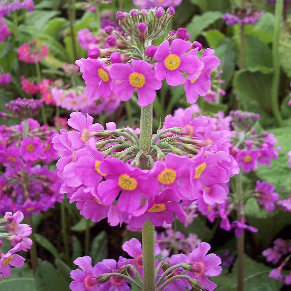 Primula (Ciubotica Cucului) Beesiana