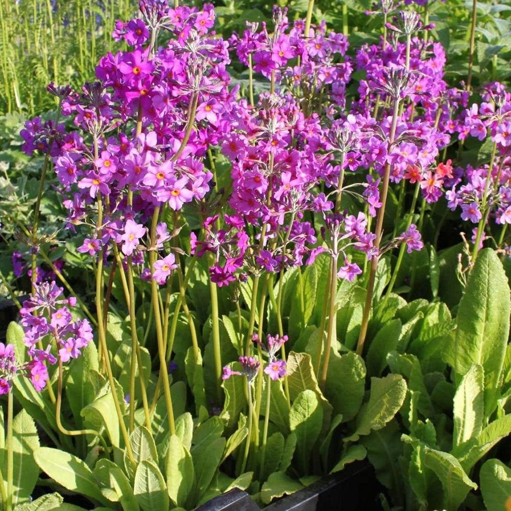 Primula (Ciubotica Cucului) Beesiana