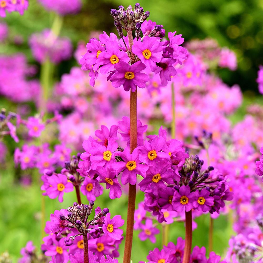 Primula (Ciubotica Cucului) Beesiana
