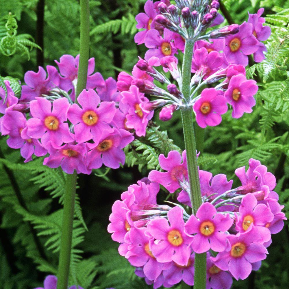 Primula (Ciubotica Cucului) Beesiana