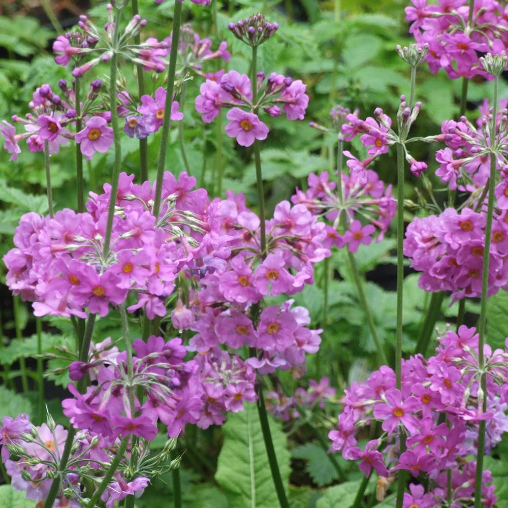 Primula (Ciubotica Cucului) Beesiana