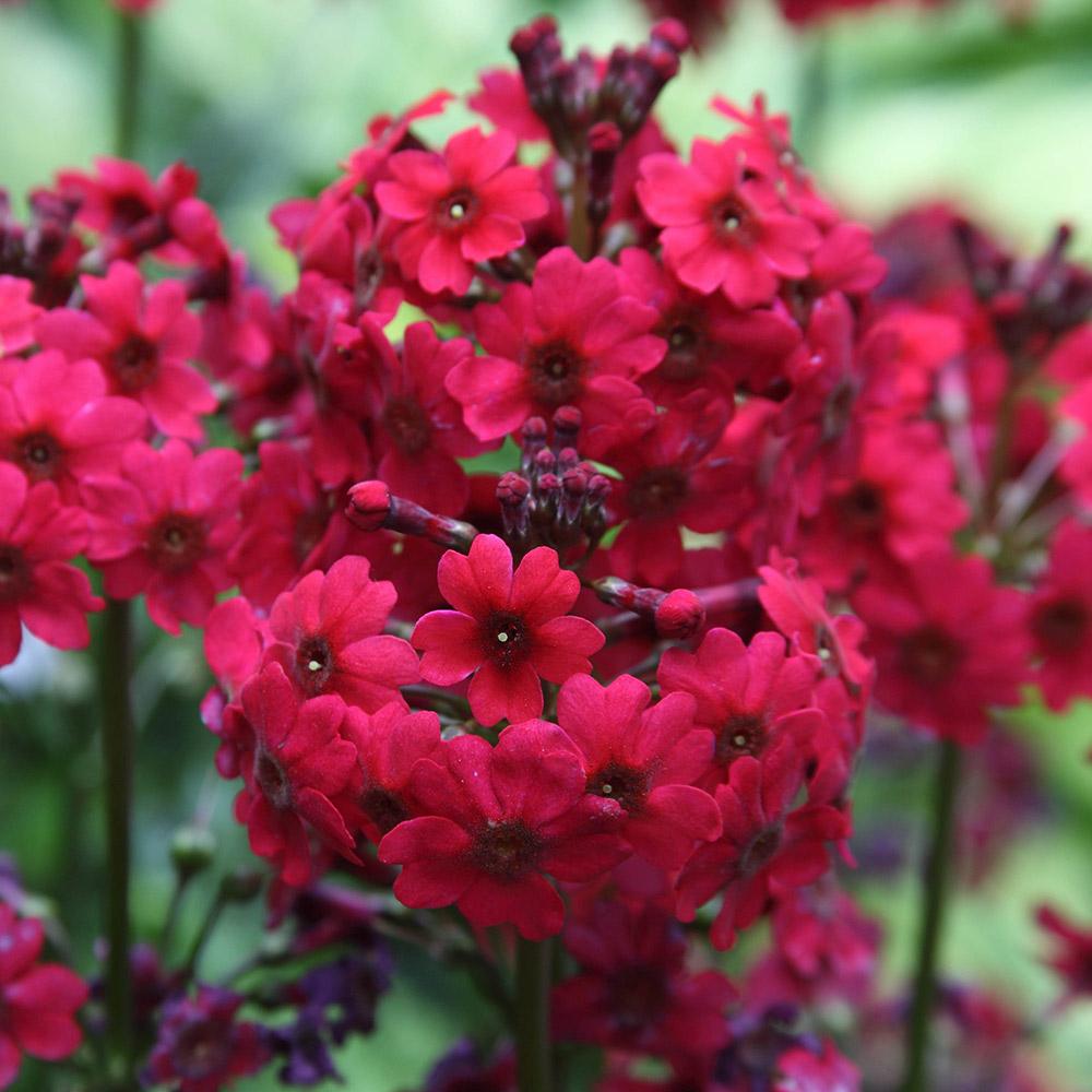 Primula (Ciubotica Cucului) Millers Crimson, cu flori rosii intense
