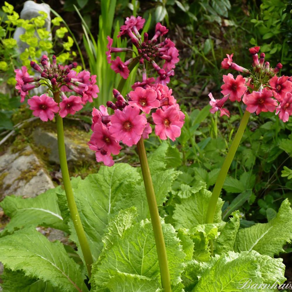 Primula (Ciubotica Cucului) Millers Crimson, cu flori rosii intense