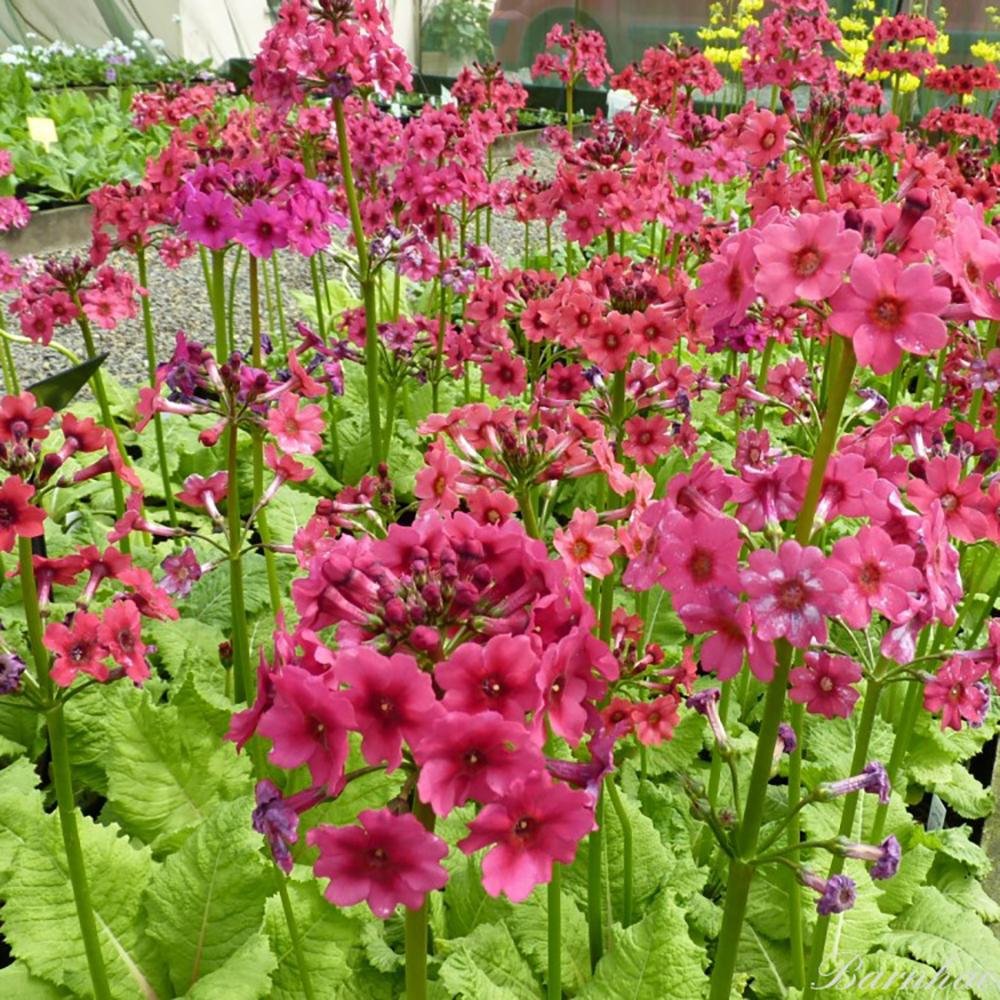 Primula (Ciubotica Cucului) Millers Crimson, cu flori rosii intense