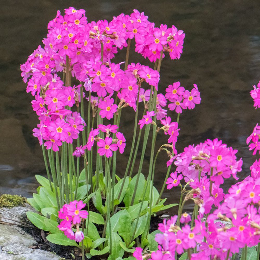 Primula Rosea Grandiflora, cu flori roz-inchis si parfum placut