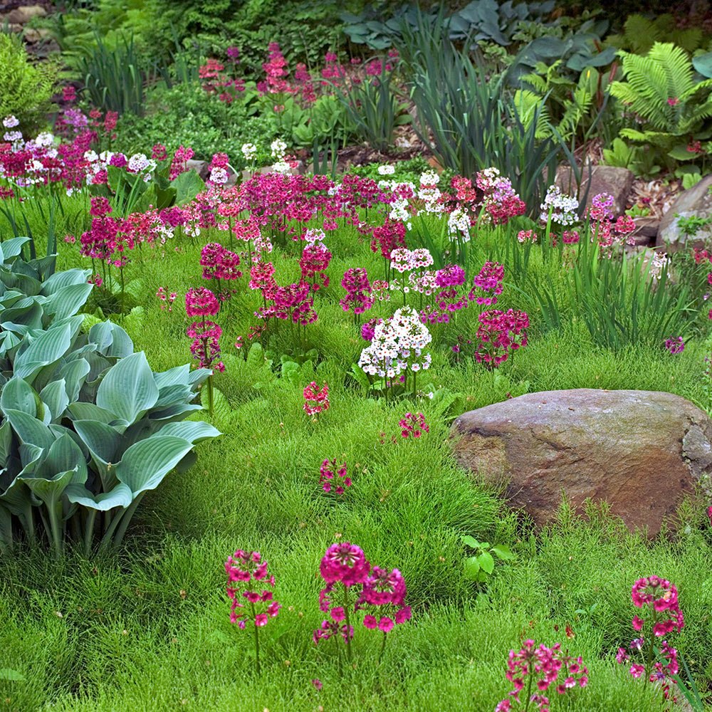 Primula Rosea Grandiflora, cu flori roz-inchis si parfum placut