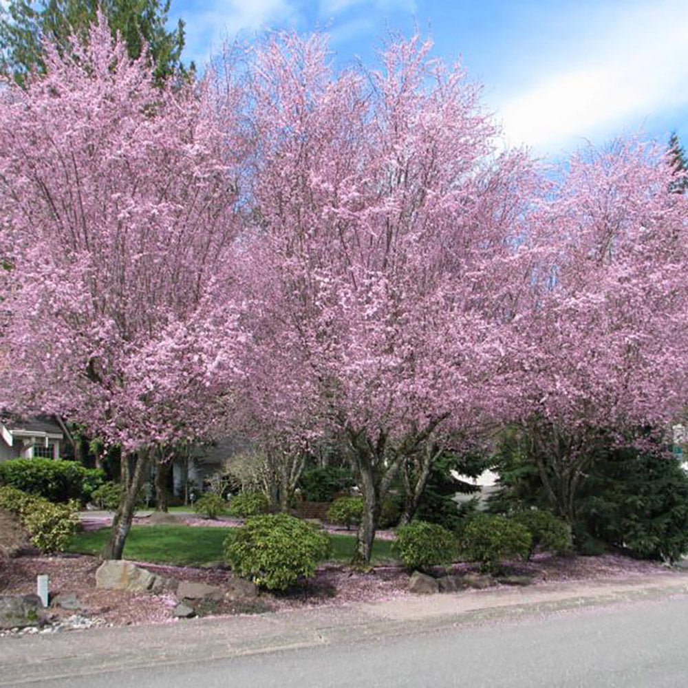 Prun japonez ornamental Hollywood, cu flori roz-alb