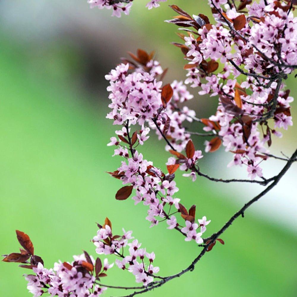 Prun japonez ornamental Hollywood, cu flori roz-alb