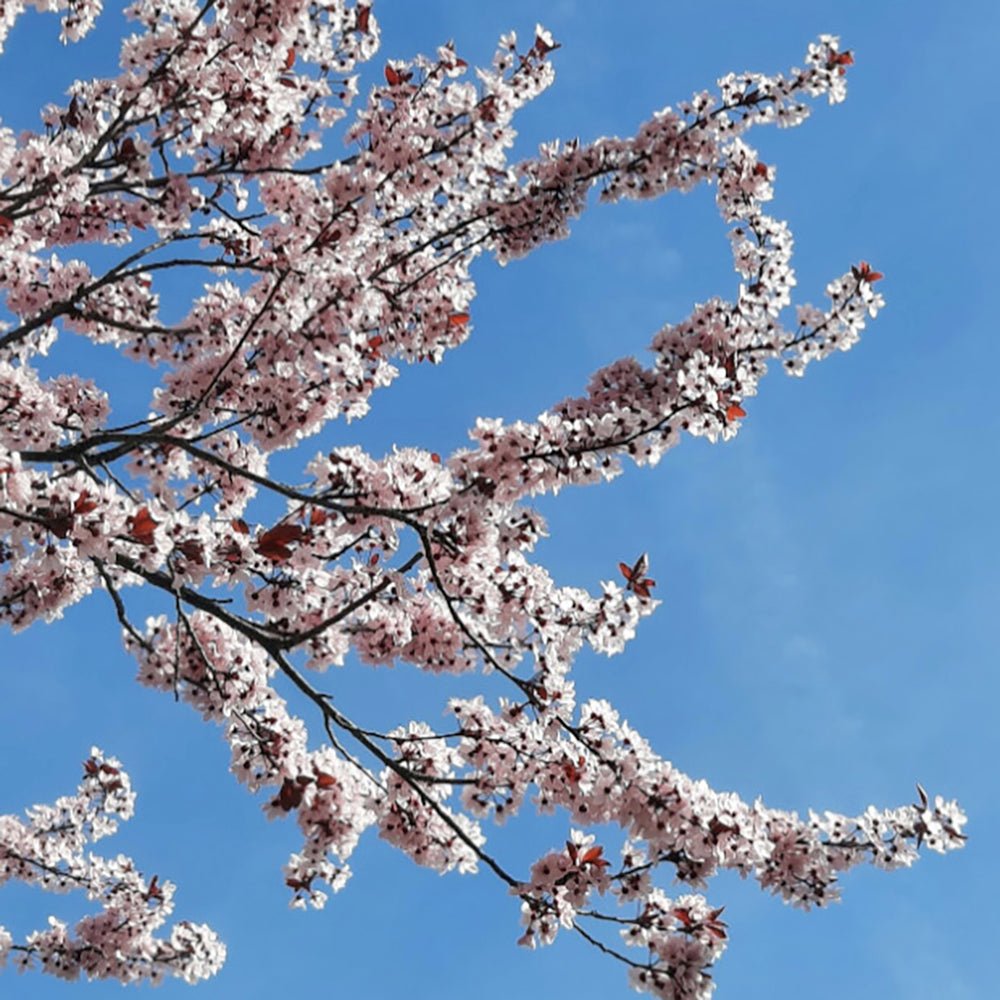 Prun japonez ornamental Hollywood, cu flori roz-alb