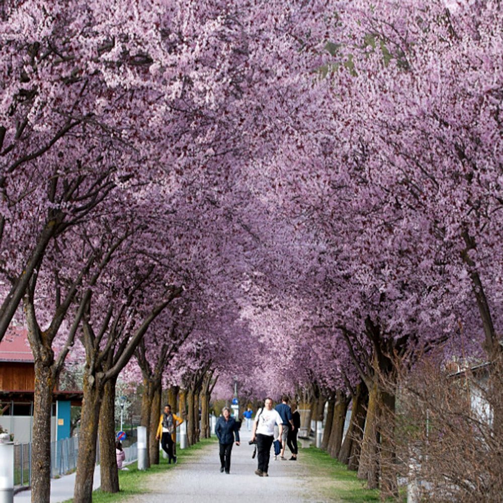 Prun japonez ornamental Hollywood, cu flori roz-alb