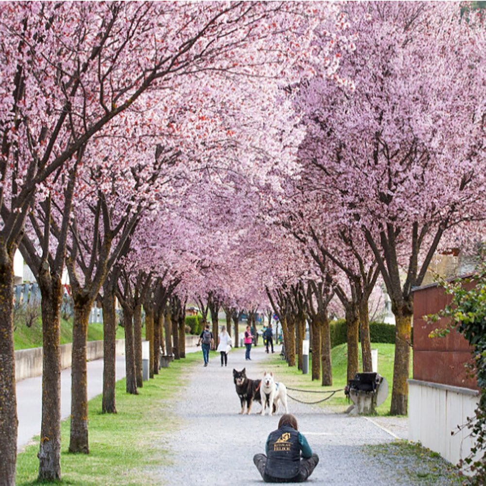 Prun japonez ornamental Hollywood, cu flori roz-alb