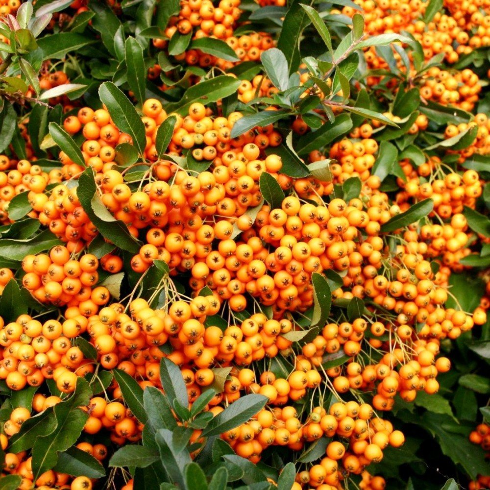 Catina Ornamentala portocaliu (Pyrachanta Golden Charmer)