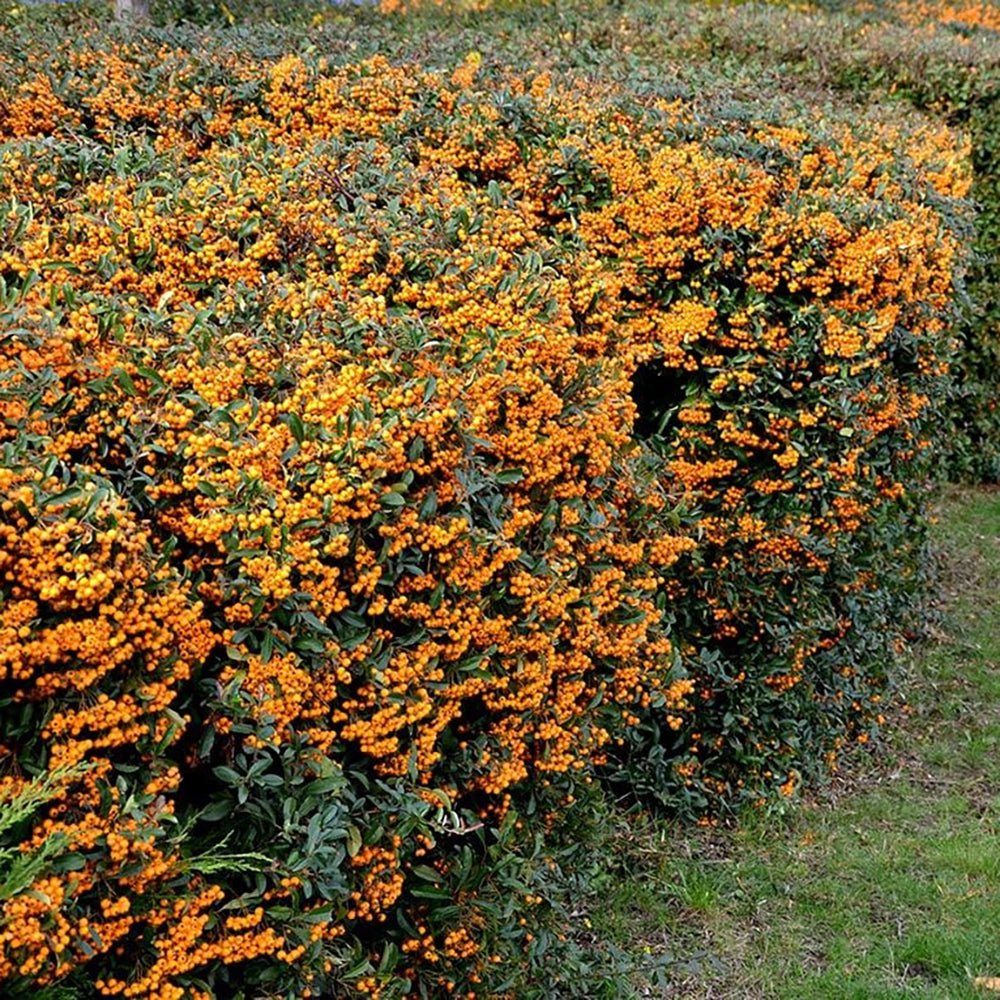Catina Ornamentala portocaliu (Pyrachanta Golden Charmer)