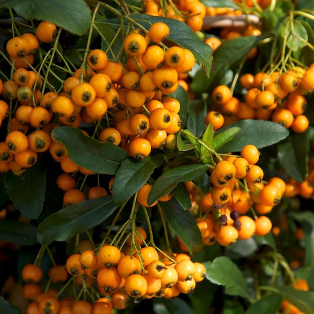 Catina Ornamentala portocaliu (Pyrachanta Golden Charmer)