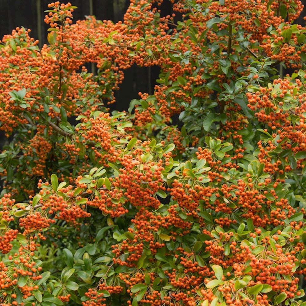 Catina Ornamentala portocaliu (Pyrachanta Orange Glow)