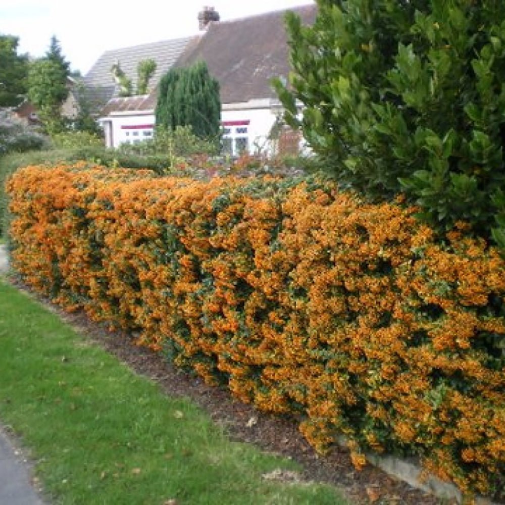 Catina Ornamentala portocaliu (Pyrachanta Orange Glow)