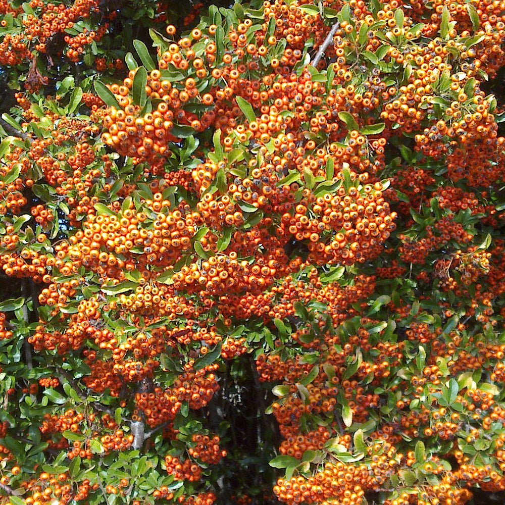 Catina Ornamentala portocaliu (Pyrachanta Orange Glow)