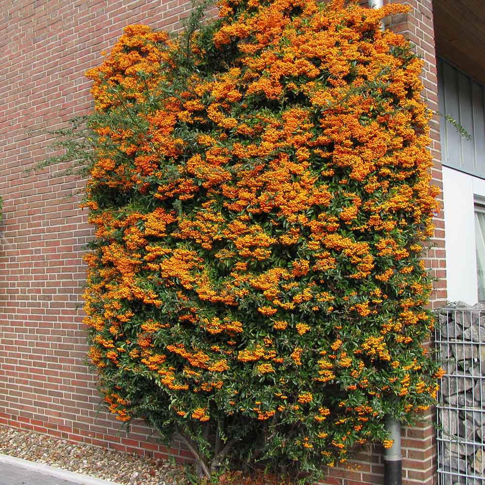 Catina Ornamentala portocaliu (Pyrachanta Orange Glow)