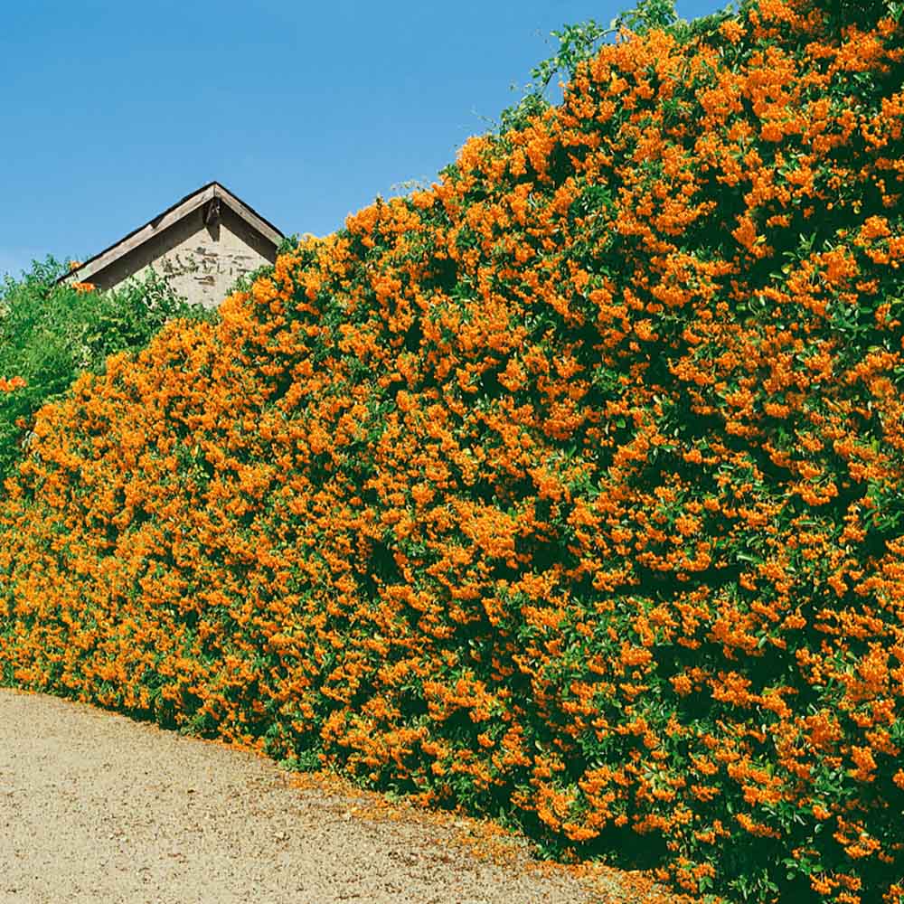 Catina Ornamentala portocaliu (Pyrachanta Orange Glow)