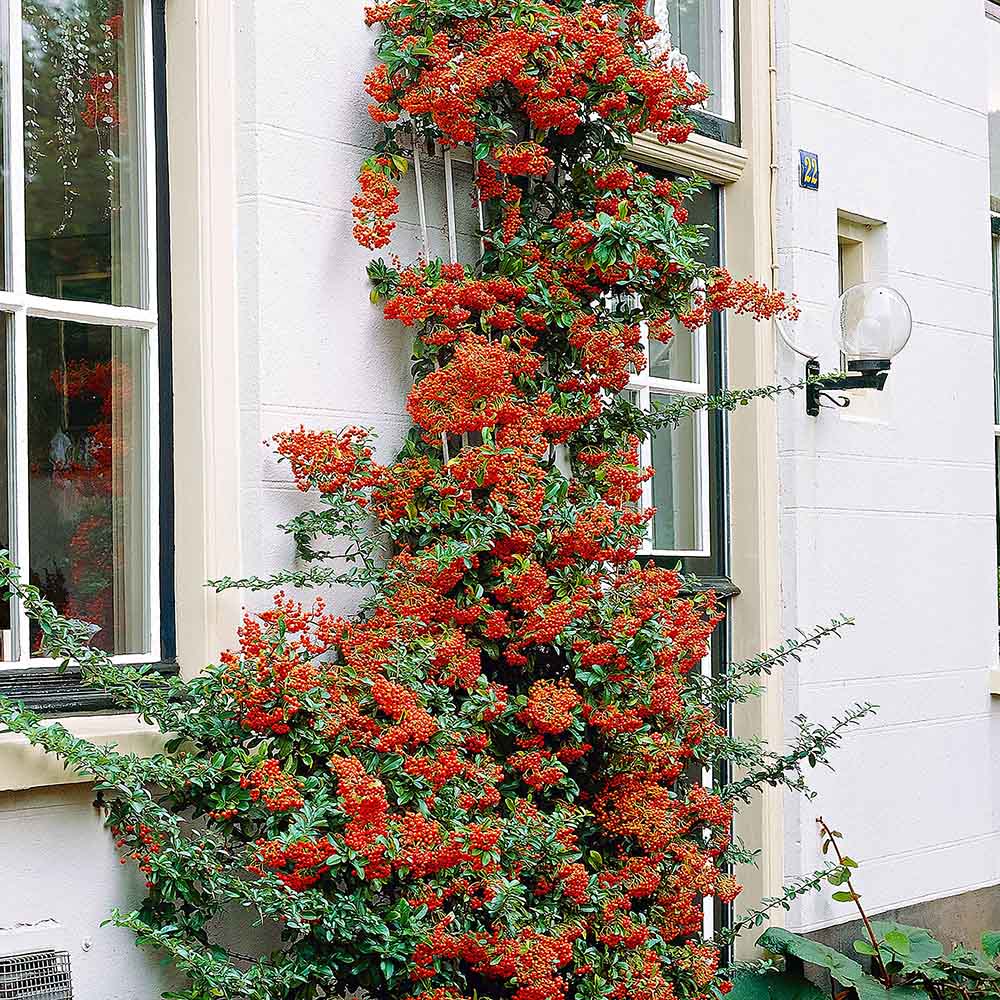 Catina Ornamentala portocaliu (Pyrachanta Orange Glow)