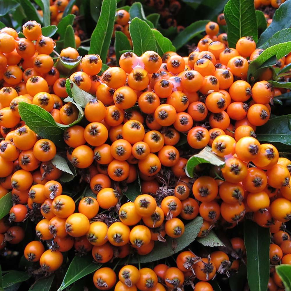 Catina Ornamentala portocaliu (Pyrachanta Orange Glow)