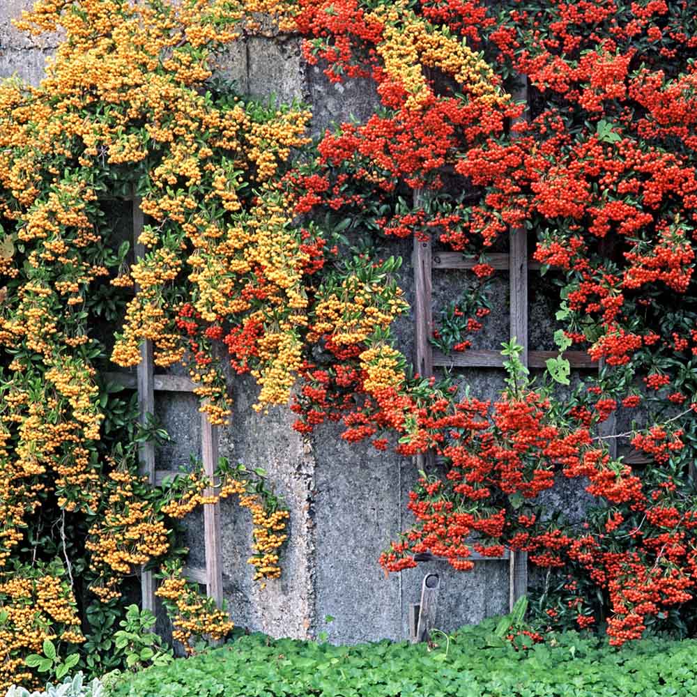 Catina Ornamentala portocaliu (Pyrachanta Orange Glow)