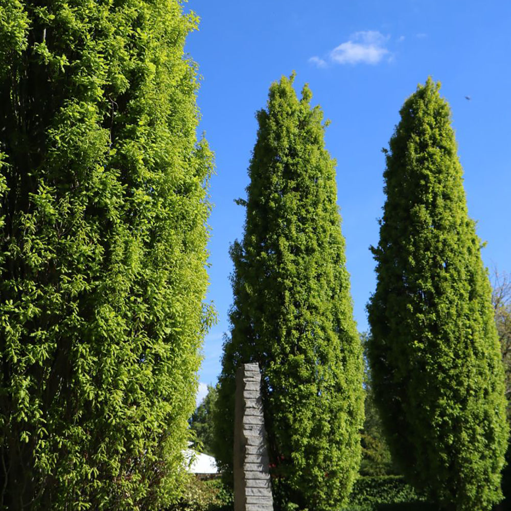 Stejar Columnar Englezesc Fastigiata Koster