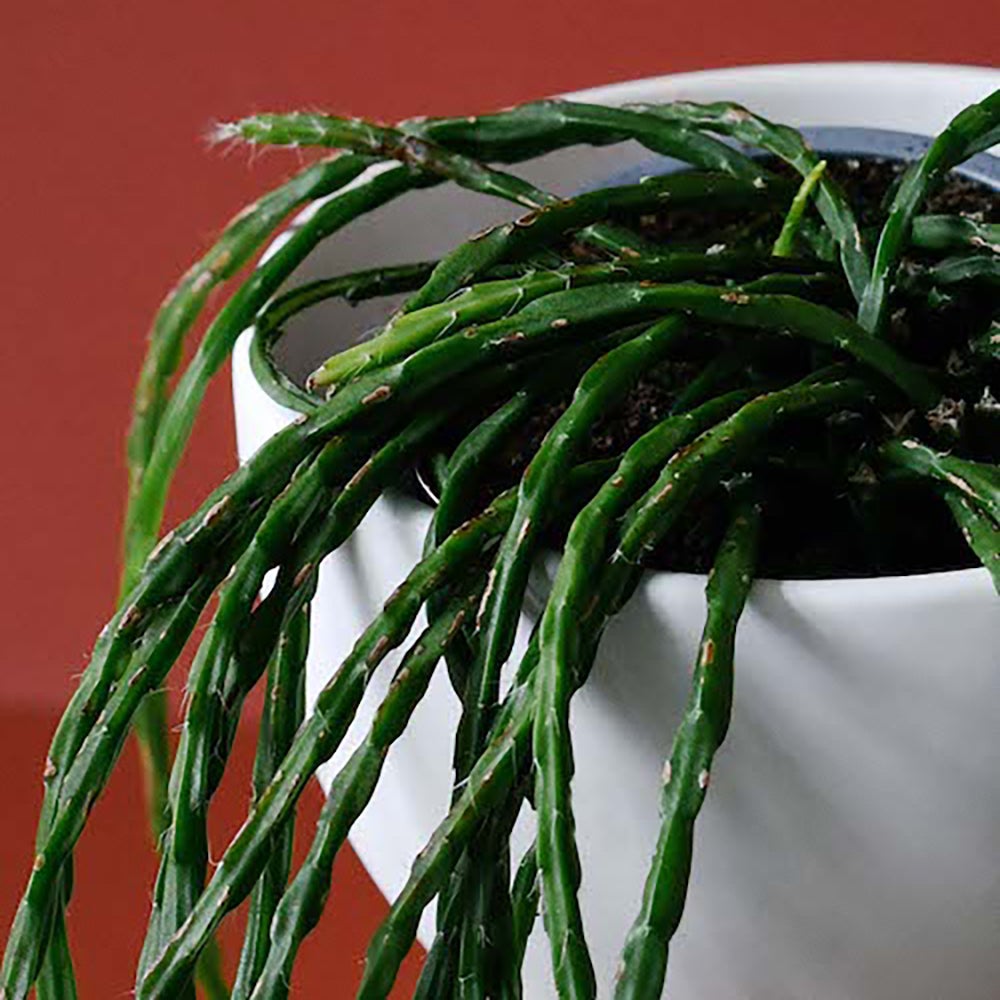 Rhipsalis Paradoxa (Hanger) - 55 cm