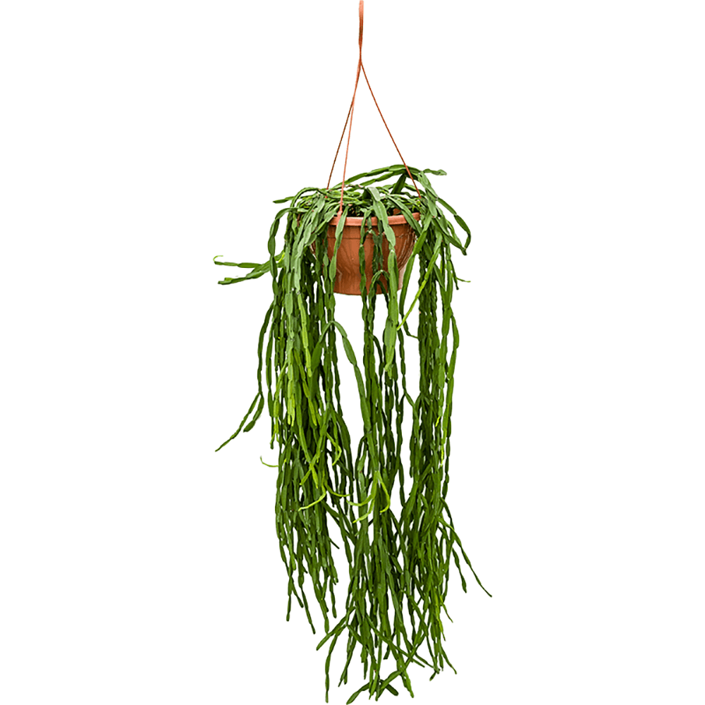 Rhipsalis Paradoxa (Hanger) - 55 cm