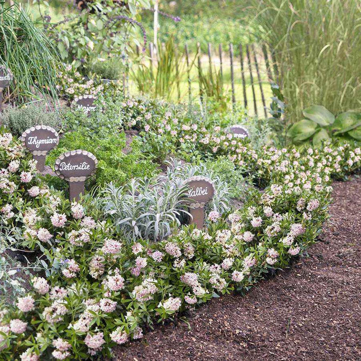 Azaleea japoneza (Rhododendron) Bloombux, cu flori roz-crem