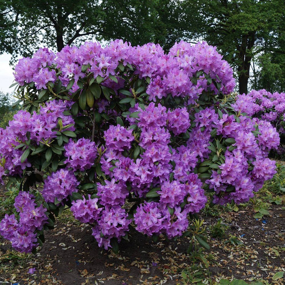 Azaleea japoneza (Rhododendron) Catawbiense Grandiflorum, cu flori violet-inchis